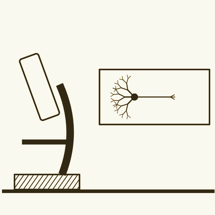 A microscope beside a glass slide with one dark branching nerve cell on it