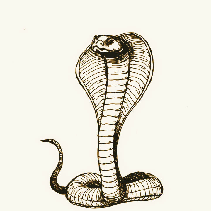 A single cobra rising with its hood spread