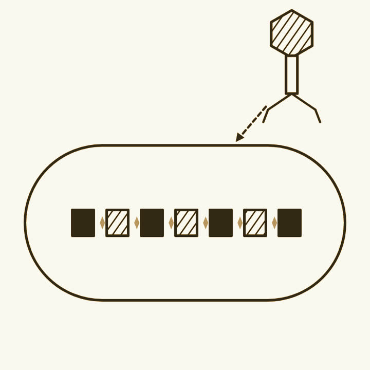 A bacterium holding a row of stored snippets, with a virus drifting towards it