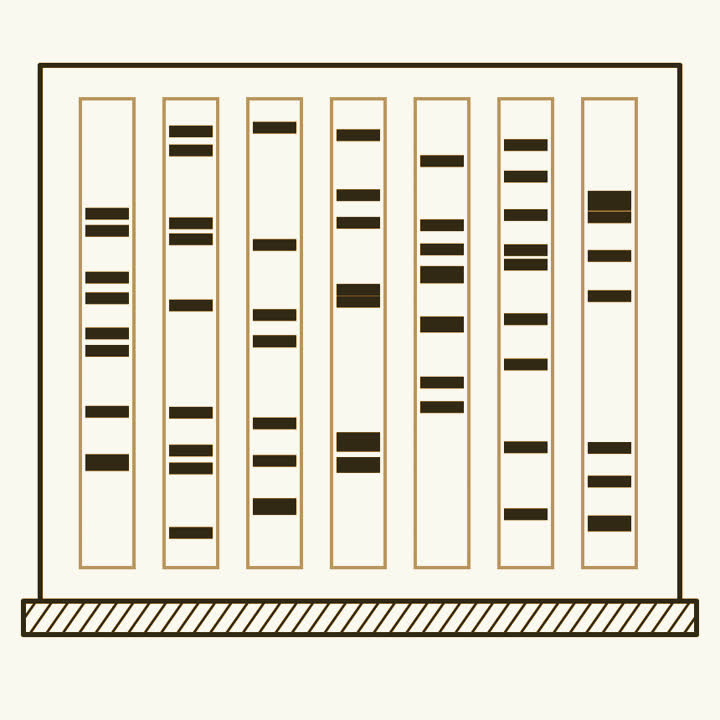 A sheet of X-ray film on a light box, with seven lanes of dark bands, each lane different