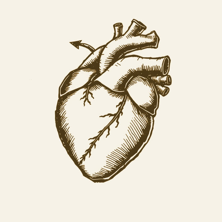 An anatomical drawing of a human heart with arrows showing the flow of blood, plain background, nothing else, no border