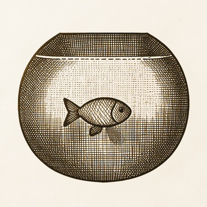 A goldfish swimming in a round bowl