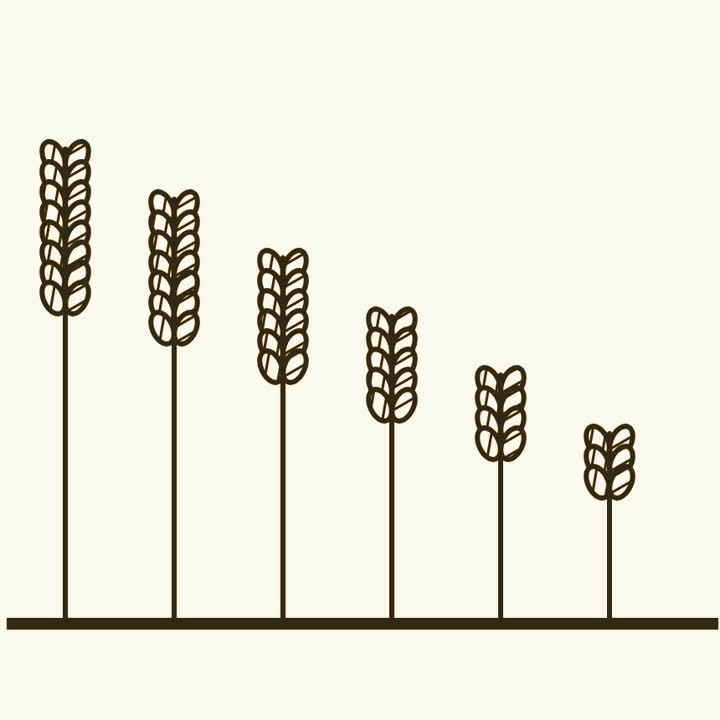 A row of wheat stalks, each shorter and with fewer grains than the last