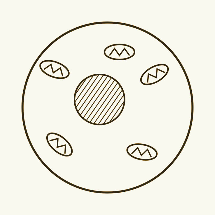 A cell with a round nucleus and several oval mitochondria with folded insides