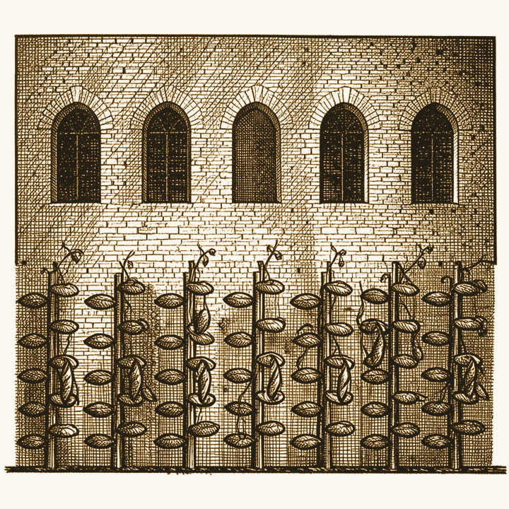 Rows of pea plants climbing sticks in front of a monastery wall with arched windows