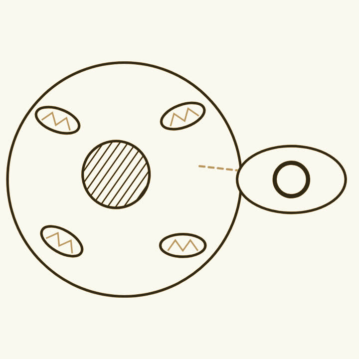 A cell with several mitochondria, one of them showing a small loop of DNA inside