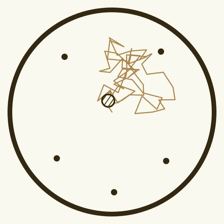 A round microscope view with a tiny speck wandering in a zigzag trail through a drop of water