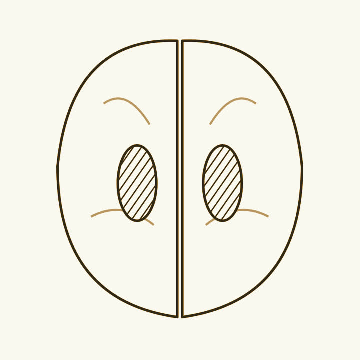 A brain seen from above with a shaded area deep on each side