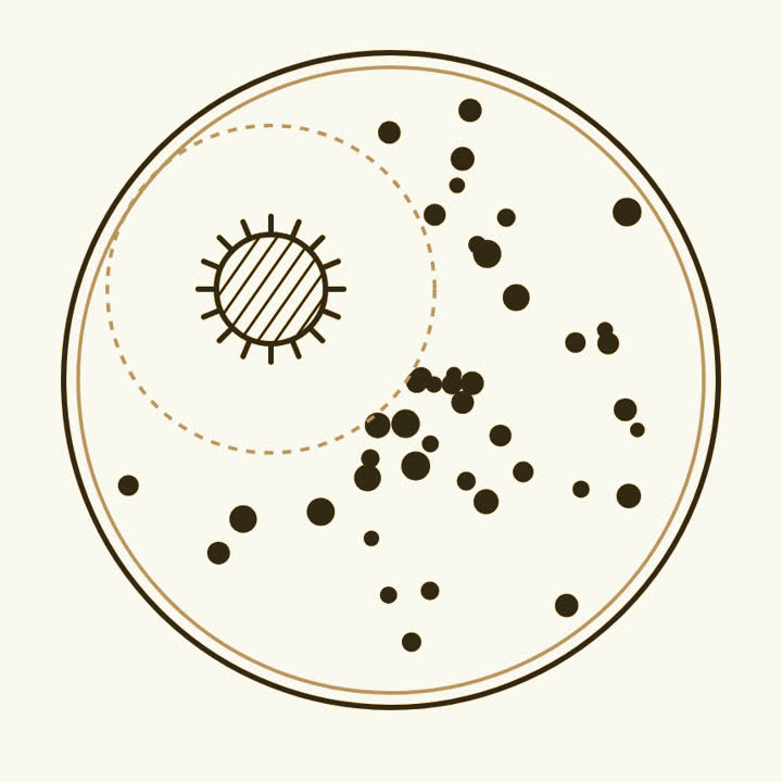 A dish scattered with small spots of bacteria, a furry mould on one side, and a clear ring around the mould