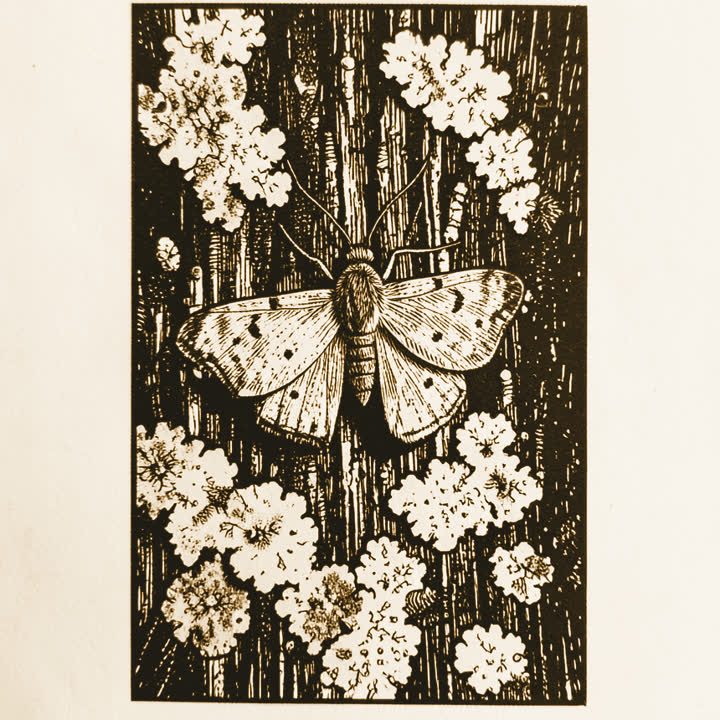 A pale speckled moth resting on a tree trunk mottled with lichen