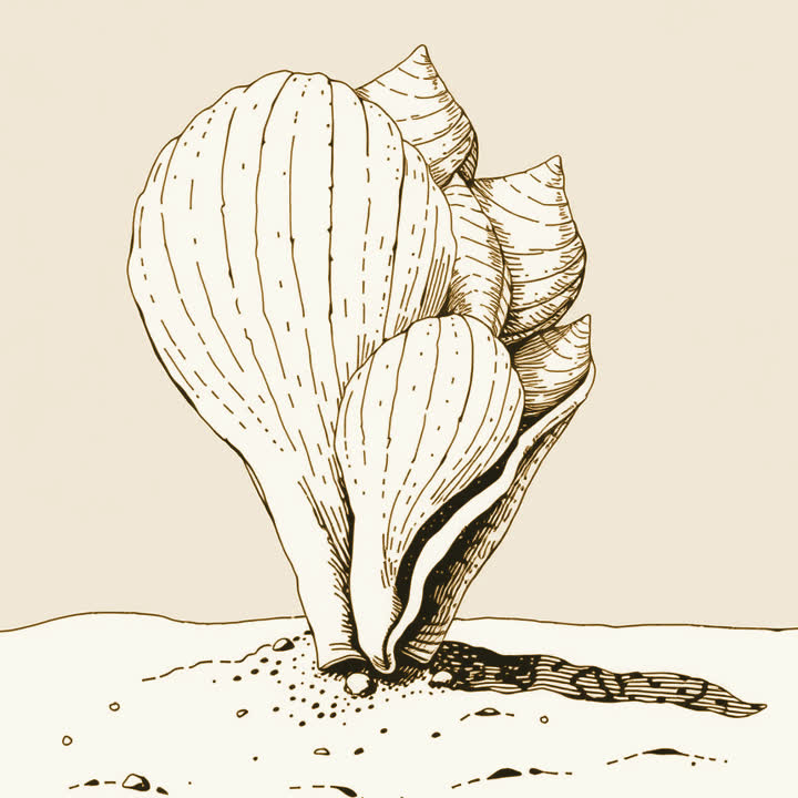 A cluster of overlapping white sea shells standing upright on a sandy shore