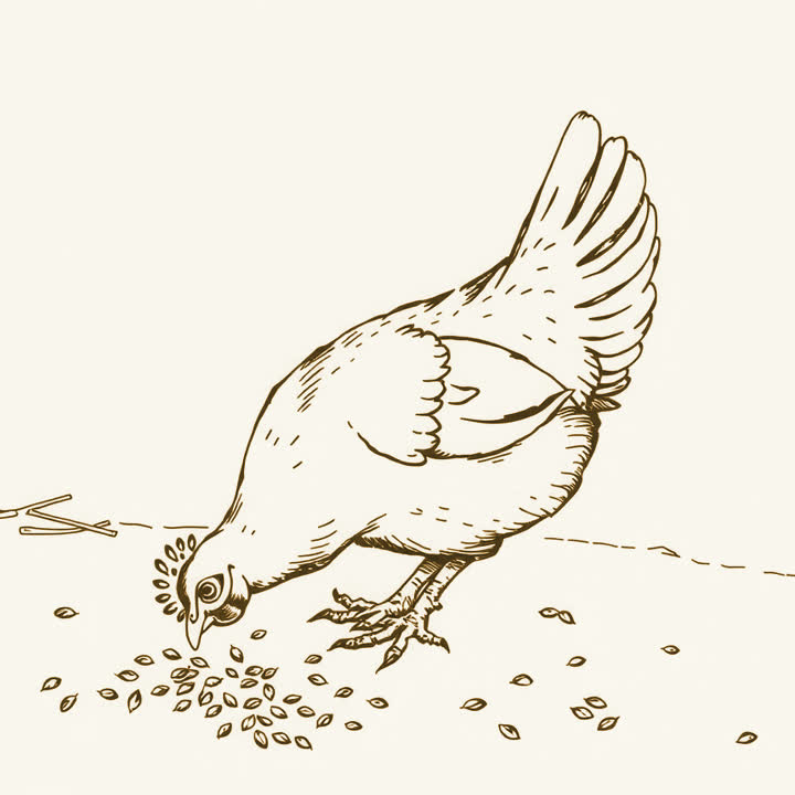 A hen pecking at scattered grain in a farmyard