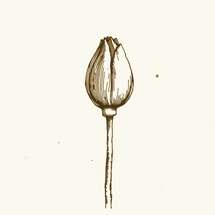 A single flower bud on a stem, just beginning to open