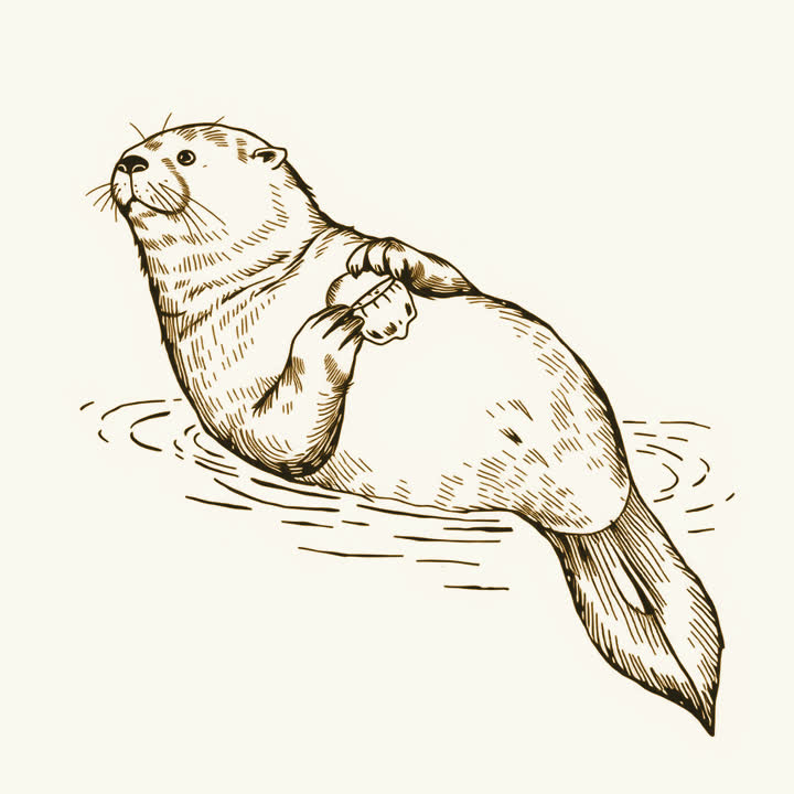 A sea otter floating on its back in calm water, holding a shell on its chest, no border