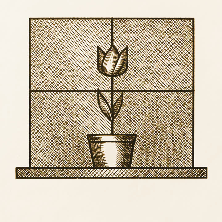 A single striped tulip in a pot on a windowsill