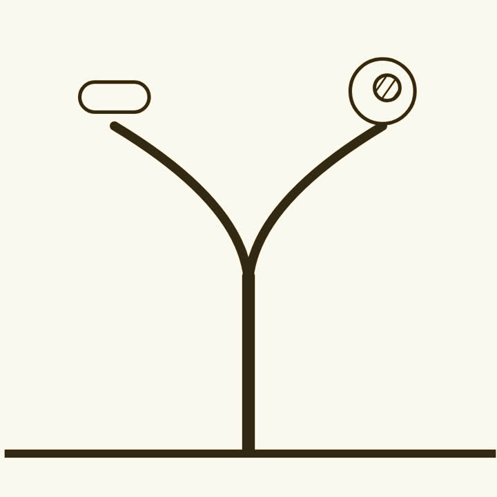 A tree trunk splitting into two branches, a rod shaped cell at one tip and a cell with a nucleus at the other