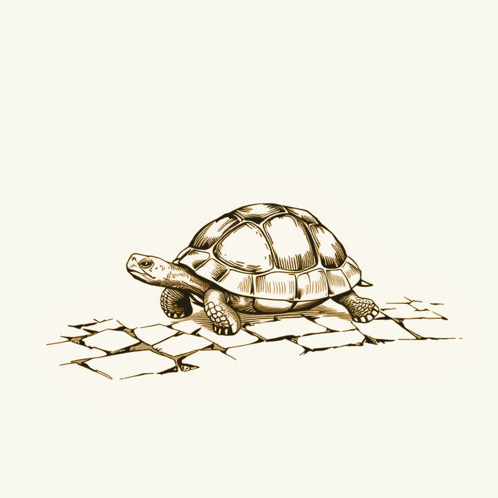 A tortoise walking along a bare stone road, plain background, nothing else, no border